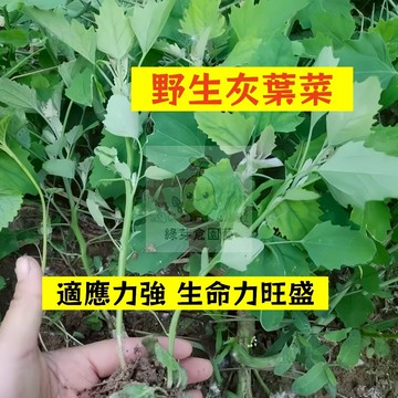 🌱早熟高產 野生灰葉菜種子HYC- 3 不挑土壤適應力強生長快抗病性強 早熟 小葉藜 灰灰菜 易種植高產陽台盆栽蔬菜種籽