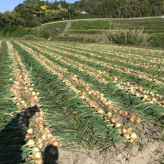 販売期間2023 12 31まで 野菜 玉ねぎ ちょっぴりお得熟成淡路島産玉ねぎ10キロ 産地直送