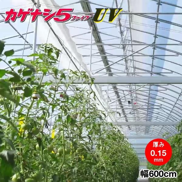 高機能農業用塗布型POフィルム　カゲナシ5　厚さ0.15mm×幅600cm　ご希望の長さ(m)を数量で入力してください