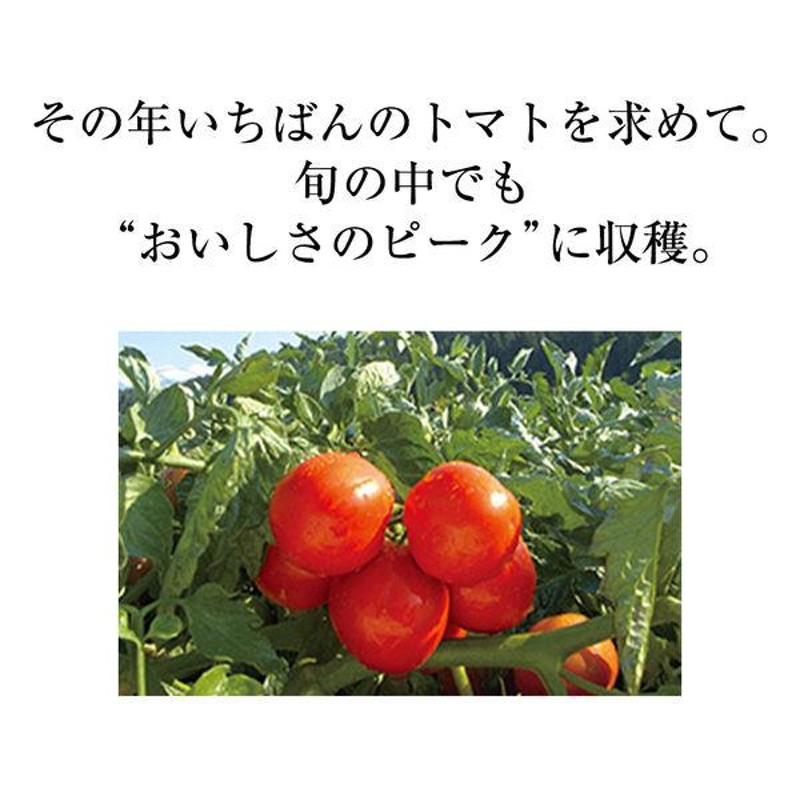 アウトレット】カゴメ 夏しぼり 190g 1箱（30本入） 野菜ジュース