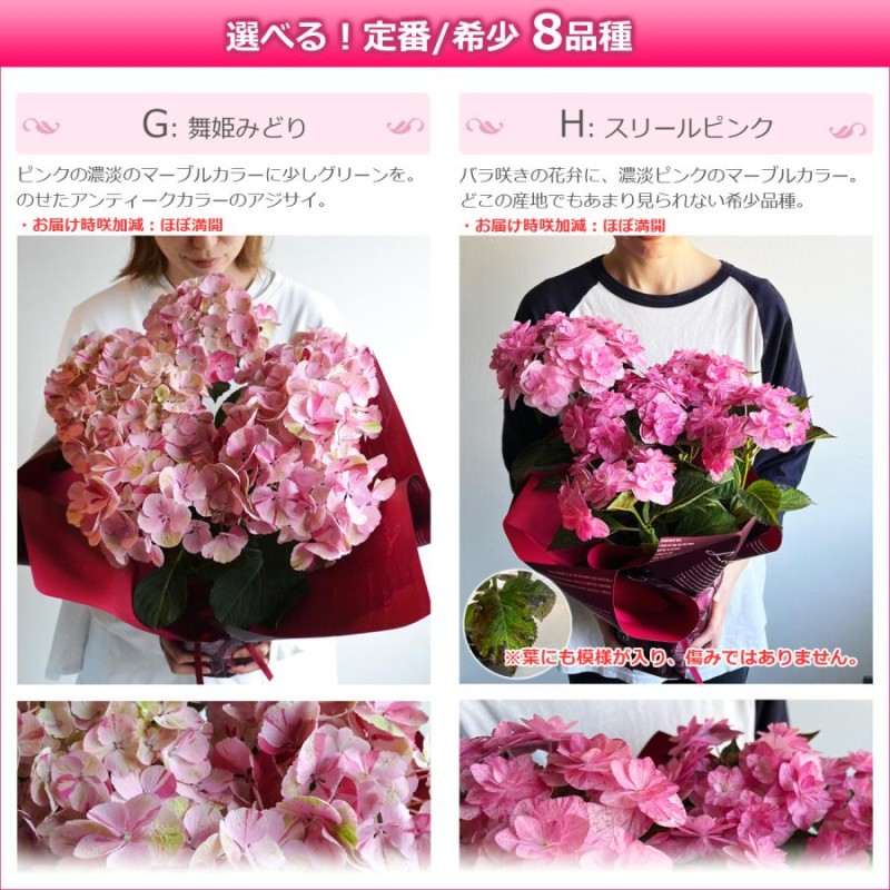 母の日 プレゼント 花 あじさい 鉢植え アジサイ 5号鉢 紫陽花 珍しい 希少 ギフト ダンスパーティ 筑紫ルビー | LINEブランドカタログ