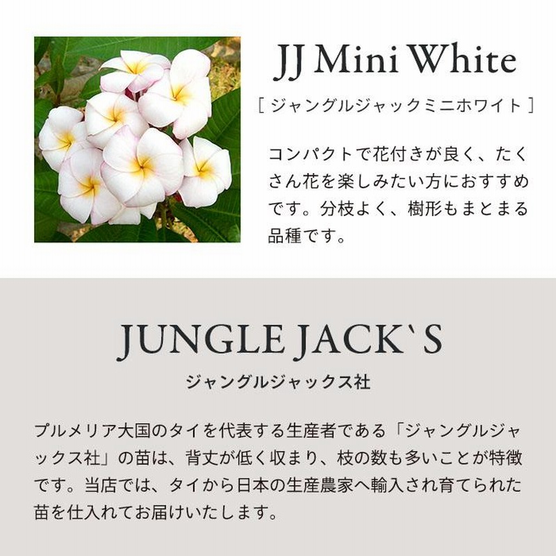 高さ約95㎝枝分かれタイプのプルメリア8号鉢・ジャングルジャック・ミニホワイト 0hcLUYMwQ2PGNoICx4_gtDNDZ9IBIe