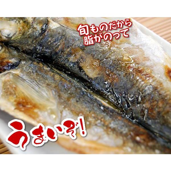 天日干し「真鯵の開き」　（冷凍）　特大　1枚入り　（アジ・あじ）