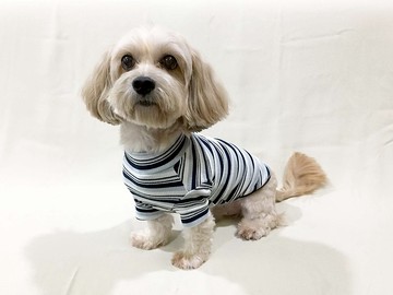 【鬍子尾巴】刺繡條紋毛衣寵物衣-藍色氣質