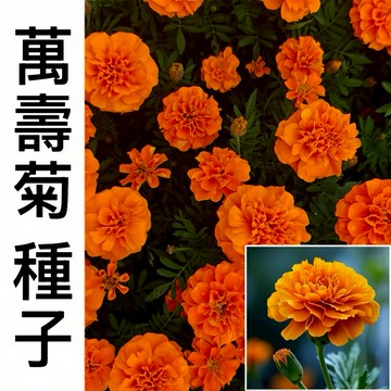 現貨【萬壽菊種子】 （250粒）四季開花 發芽率高 易養活 菊花種子 花卉種子 耐寒耐熱 觀賞花卉 庭院陽台盆栽種子