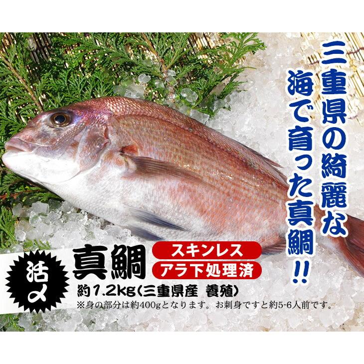 活〆 真鯛 捌いてお届け！ 標準サイズ 1尾 1.2kg　[魚介類]