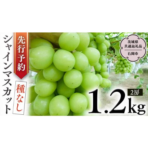 ふるさと納税 茨城県 桜川市  シャインマスカット 約1.2kg  (茨城県共通返礼品 石岡市） 開田ぶどう園 産地直送 フルーツ 甘い 直送 茨城 限定 …