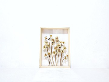 【年花擺設】年花押花 真花壓花 水仙 daffodil/ A4