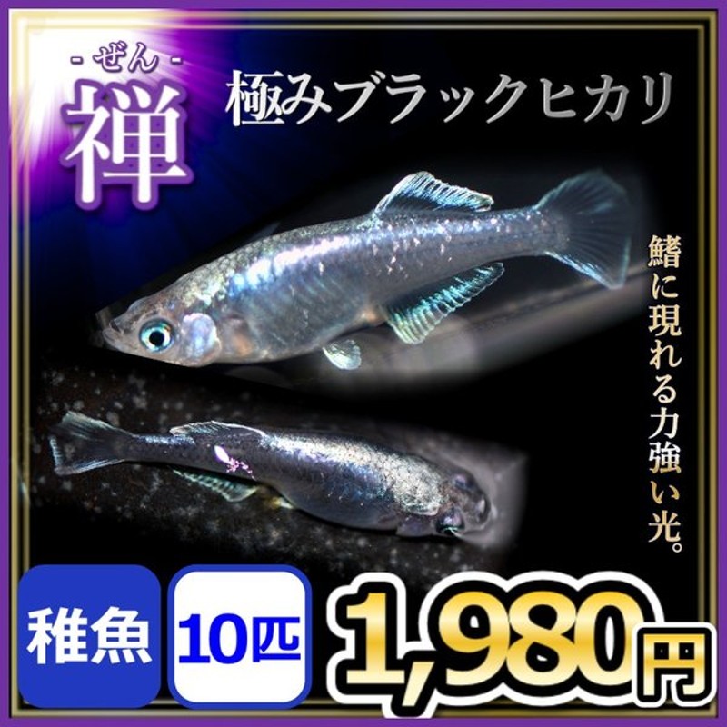 メダカ 極みブラックヒカリ 禅 稚魚10匹 黒幹之メダカ 黒みゆきヒカリめだか 通販 Lineポイント最大0 5 Get Lineショッピング