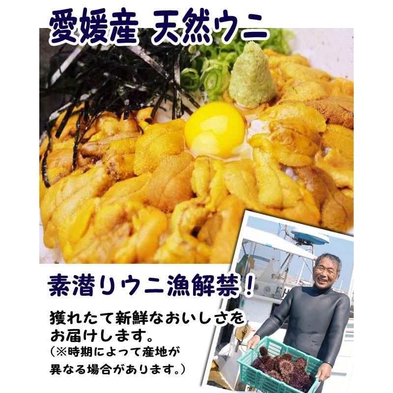 生ウニ 板ウニ 60g6枚 愛媛 天然 紫ウニ 赤ウニ 素潜り海士 送料無料 北海道 沖縄 東北は別途送料 浜から直送 宇和海の幸問屋 愛媛百貨店