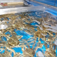 日本海産　ブランド蟹　茹で松葉蟹中大サイズmatubakani800 2匹入り