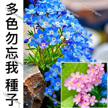 現貨【勿忘我種子大全】（250粒）四季種植 多年生庭院陽台種子 易養活四季種子 開花不斷 多年生花藝 切花勿忘我種籽