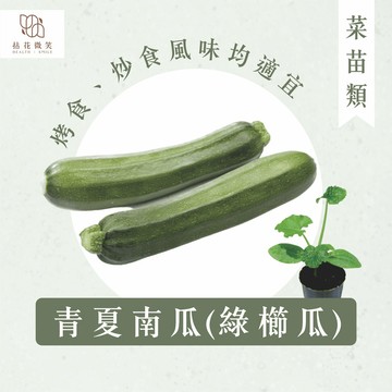 【拈花微笑】櫛瓜｜夏南瓜｜3吋｜菜苗｜料理｜食用蔬菜｜調味料｜烹飪｜有機｜蔬果