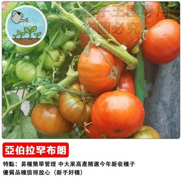 英國玫瑰香氛番茄種子  亞伯拉罕達比番茄種子  香氣濃郁果實 大型粉紅色牛排番茄 陽台可種 食用觀賞 家庭菜園 園藝療癒