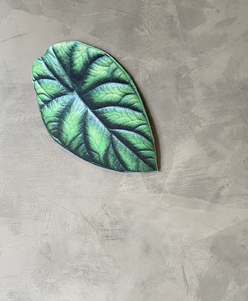 BLR 觀葉植物 造型萬用墊C3 青龍 龜背芋 草莓之星 黃斑姑婆芋