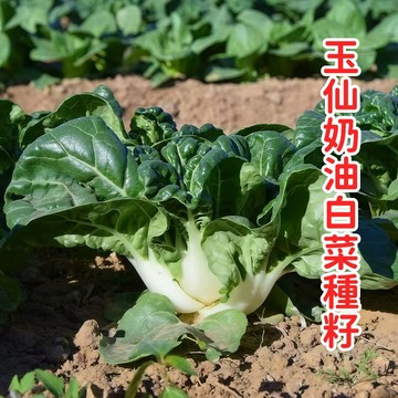 台灣當季「玉仙奶油白菜」種子 耐熱小白菜品種 家庭陽台盆栽蔬菜 種植簡單快速收成 新手友善菜籽