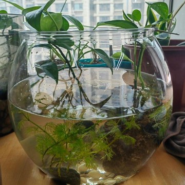 塑料透明加厚防摔魚缸龜缸苔蘚水草造景生態缸造景缸水生植物花盆