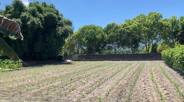 壽豐近雲山水大建地送平房UE023E｜花蓮縣壽豐鄉豐東段