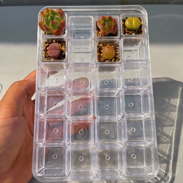 【新品優惠】 多肉花盆塑料透明育苗迷你拇指塑料方盆透明控根多肉亞克力花盆  1・7