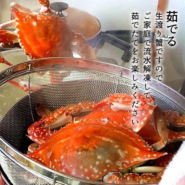 ワタリガニ直売 活〆 有明海 生 渡り蟹 1.2kg(3尾入)わたりがに 熊本県上天草市 旬 活締め冷凍 ボイルして本格パスタに［お歳暮 2023 ギフト 御歳暮］