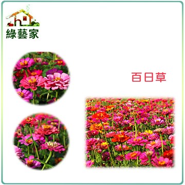 【綠藝家】H02.百日草種子200顆