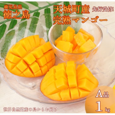 徳之島 天城町産 完全無加温 完熟 マンゴー A品 1kg 贈答