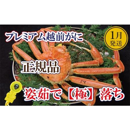 ふるさと納税 越前がに本場の越前町からお届け！越前がに「極落ち」浜茹で×1杯 桐箱入り！ [e37-x012_01b] .. 福井県越前町