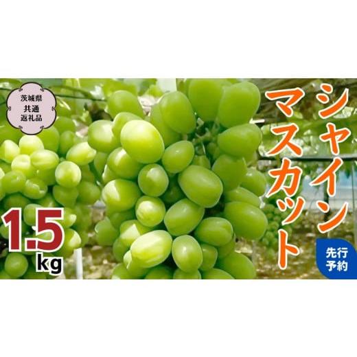 ふるさと納税 茨城県 桜川市  シャインマスカット 約1.5kg 茨城県共通返礼品 石岡市 自宅用 マスカット フルーツ 果物 [DC009sa]