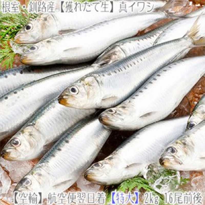 航空便 送料無料 北海道産 北海道 根室産 釧路産 特大 生イワシ 2kg前後16尾前後 水揚げ翌日お届け 生いわし 通販 Lineポイント最大1 0 Get Lineショッピング