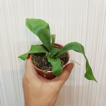 P老闆園藝~鹿角蕨 3吋盆