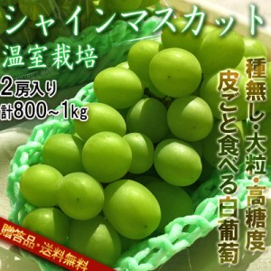 温室シャインマスカット 白ぶどう 山梨県産 2房 約800g～1kg 種なし 大房 秀品 化粧箱入り 加温栽培の贈答品！TVでも話題・最高級の大粒