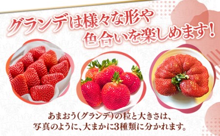 福岡県産 あまおうG以上 1000g（4パック） 先行予約 2024年1月～3月上旬にかけて順次発送予定 TY033