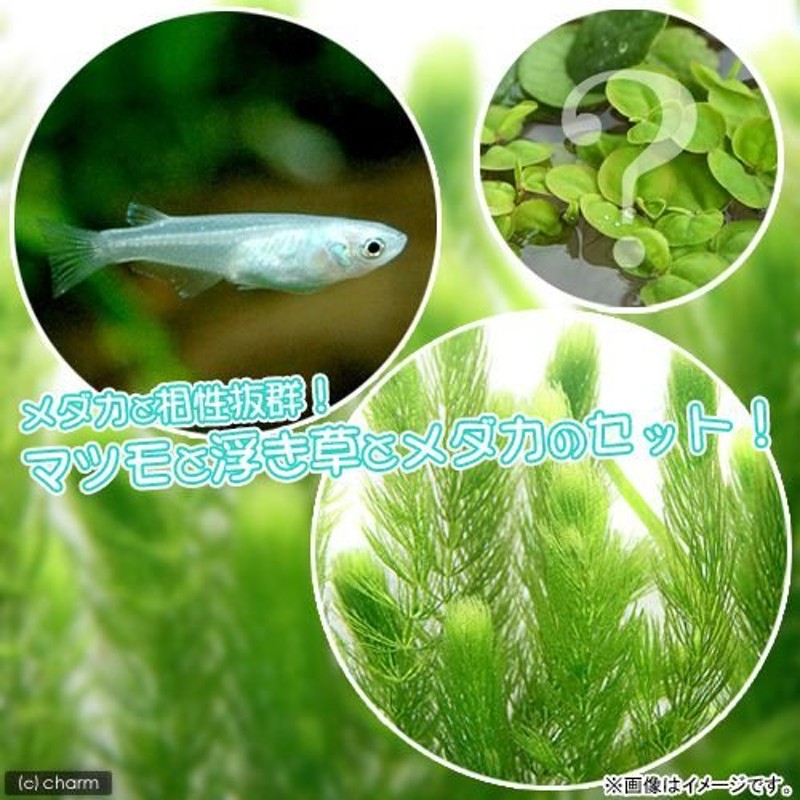 めだか）（水草）青メダカ初心者セット 青メダカ（６匹）＋マツモ（無農薬）（５本）＋おまかせ浮き草３種 北海道・九州航空便要保温 通販  LINEポイント最大0.5%GET | LINEショッピング