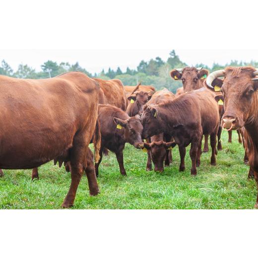 ふるさと納税 岩手県 二戸市 国産飼料100％ 短角和牛 スライス肉 (内モモ) 200g