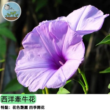 🌙【夜間開花 浪漫爆棚】西洋牽牛花種子 深紫色花朵 蔓性爬藤植物 陽台花園綠牆 夏季盛開 蜜源植物 播種容易 新手推薦