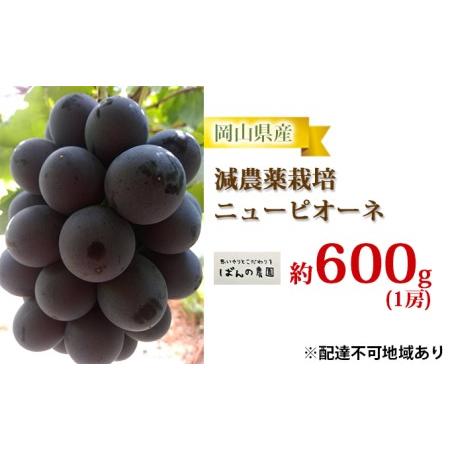 ふるさと納税 ぶどう 2024年 先行予約 ニュー ピオーネ 1房 約600g  減農薬栽培 ブドウ 葡萄  岡山県産 国産 フルーツ 果物 ギフト  ばんの農園 岡山県玉野市