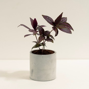 波斯紅草│泥作系列│福所栽