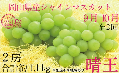 ぶどう 2024年 先行予約 9月・10月発送 シャイン マスカット 晴王 2房（合計約1.1kg） ブドウ 葡萄  岡山県産 国産 フルーツ 果物 ギフト