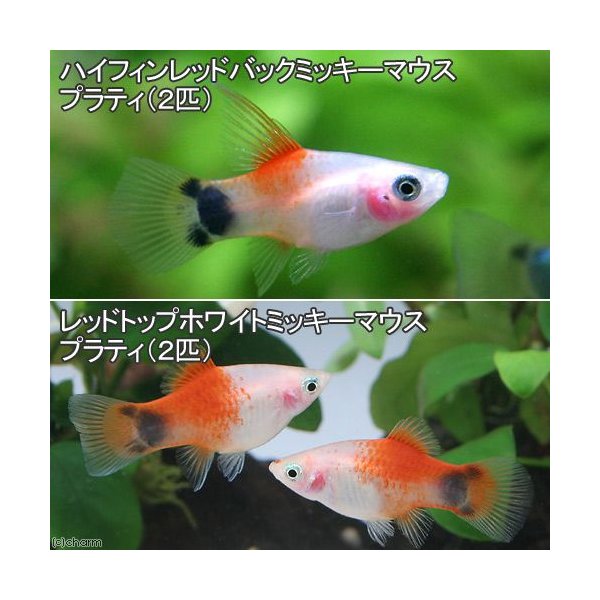 熱帯魚 ハイフィンレッドバック ミッキーマウスプラティ ２匹 レッドトップホワイト ミッキーマウスプラティ ２匹 北海道 九州 沖縄航空便要保温 通販 Lineポイント最大0 5 Get Lineショッピング