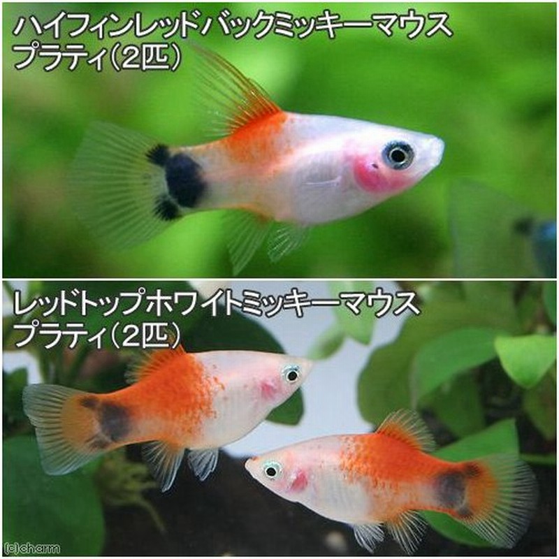 熱帯魚 ハイフィンレッドバック ミッキーマウスプラティ ２匹 レッドトップホワイト ミッキーマウスプラティ ２匹 北海道 九州 沖縄航空便要保温 通販 Lineポイント最大0 5 Get Lineショッピング