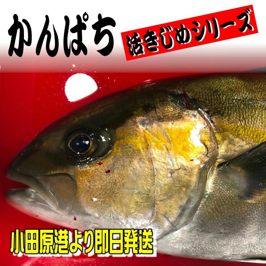 かんぱち 活き締め 約4kg前後 刺身用・生食用鮮度重視、旨味が違います