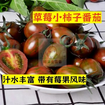 🌱早熟高產（草莓小柿子番茄種子FQ-6）汁水丰富 带有莓果风味‌ 抗病性强 易生長  抗病抗旱易種植 高產爬藤蔬菜種子