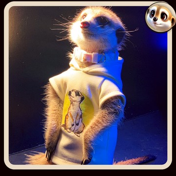 【XL-LX】 台灣現貨 原創手作系列 春季連帽衛衣 情侶款 狐獴衣服 丁滿衛衣 小寵衛衣 小寵服飾 狐獴米色連帽衫