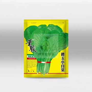 🌱【原裝白菜種子】碧玉小白菜 出芽率超95% 耐熱 高抗 早熟品種 速生快長 易種植 抗病性強 盆栽 快菜蔬菜種子