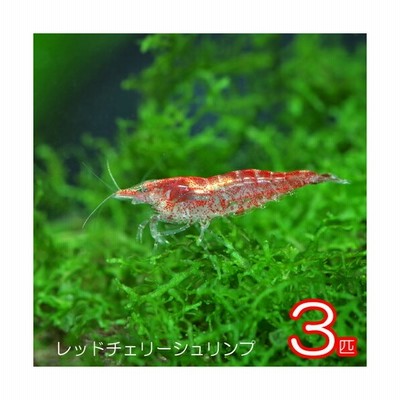 熱帯魚 シュリンプ レッドチェリーシュリンプ 1匹 通販 Lineポイント最大get Lineショッピング