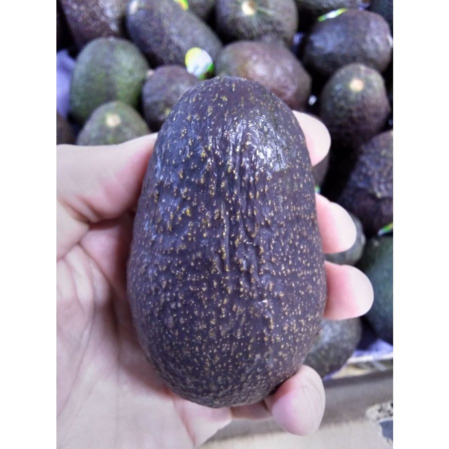 アボカド　Avocado　メキシコ産　10玉　1玉120グラム前後　北海道と沖縄県以外送料無料