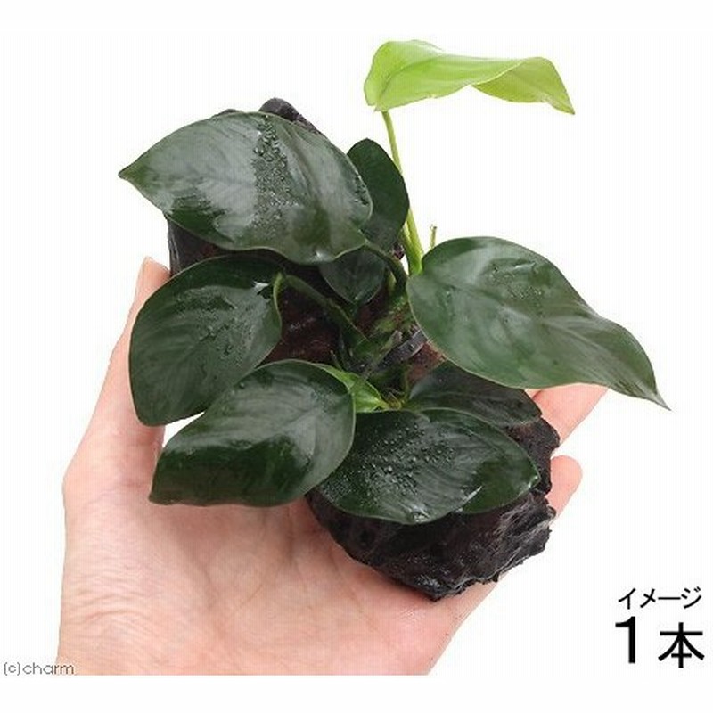 水草 アヌビアスナナ 流木付 ｓサイズ １本 約１５ｃｍ 通販 Lineポイント最大0 5 Get Lineショッピング