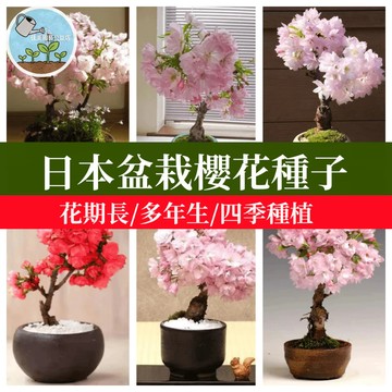 日本櫻花種子 八重櫻 山櫻花 緋寒櫻 櫻花盆栽種子 景觀造園樹苗 日式庭園造景 開花樹木 觀賞花木 種子盆栽DIY