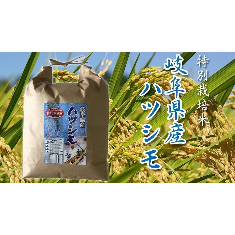 米 お米 5kg 玄米 岐阜県産 美濃ハツシモ 5年産 特別栽培米