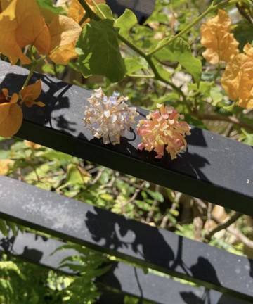 大理菊漸層貼耳耳環/耳針/樹脂/一對/